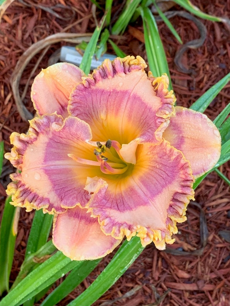 Sapphire Summer from Graceful Petals Daylilies