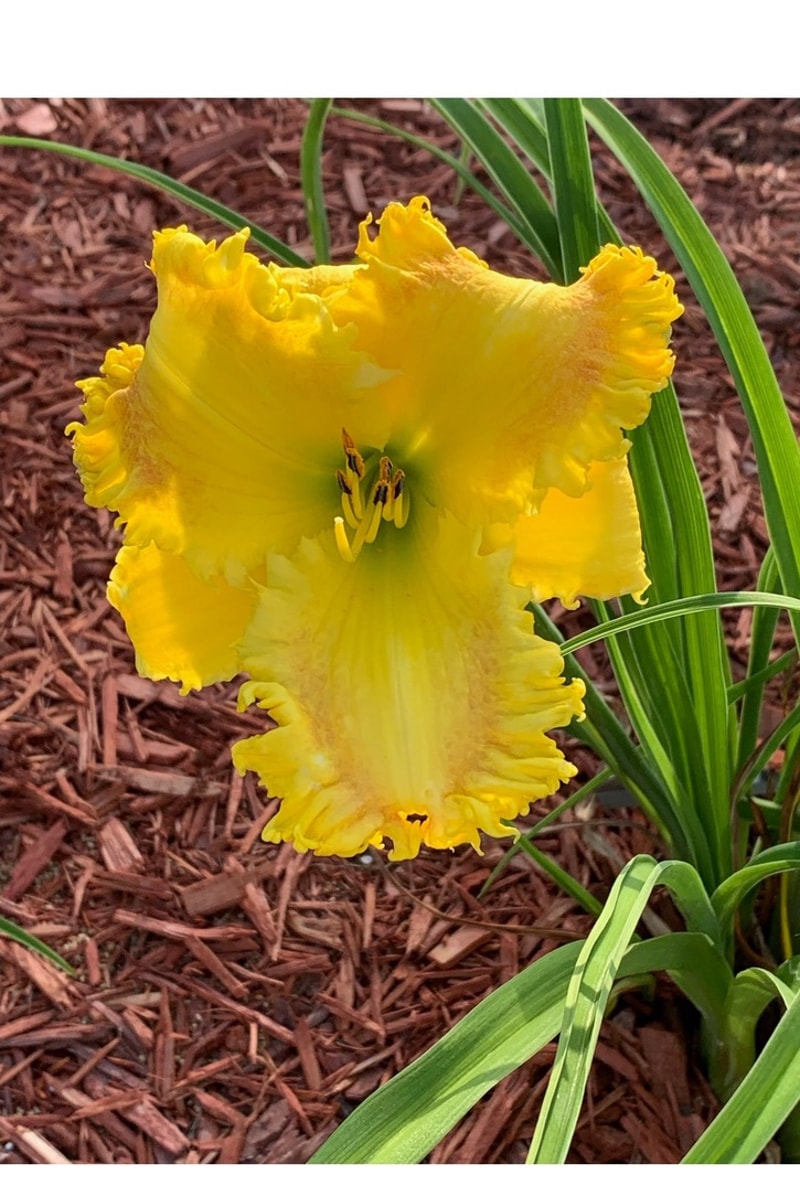 Ruckus from Graceful Petals Daylilies