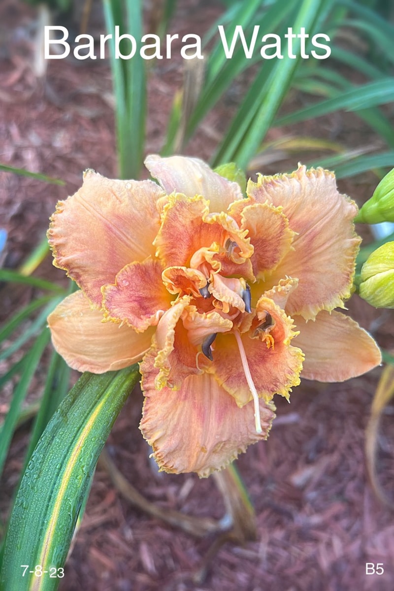 Barbara Watts from Graceful Petals Daylilies