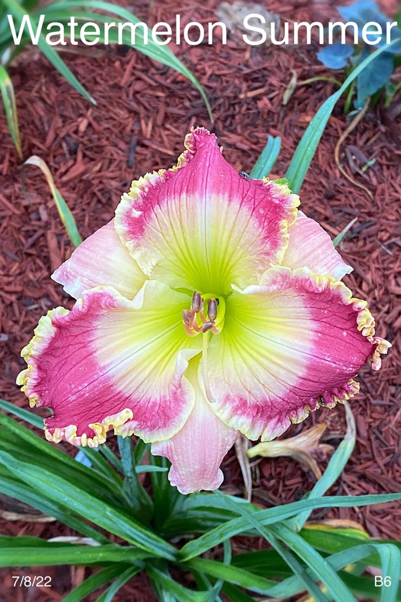 Watermelon Summer from Graceful Petals Daylilies