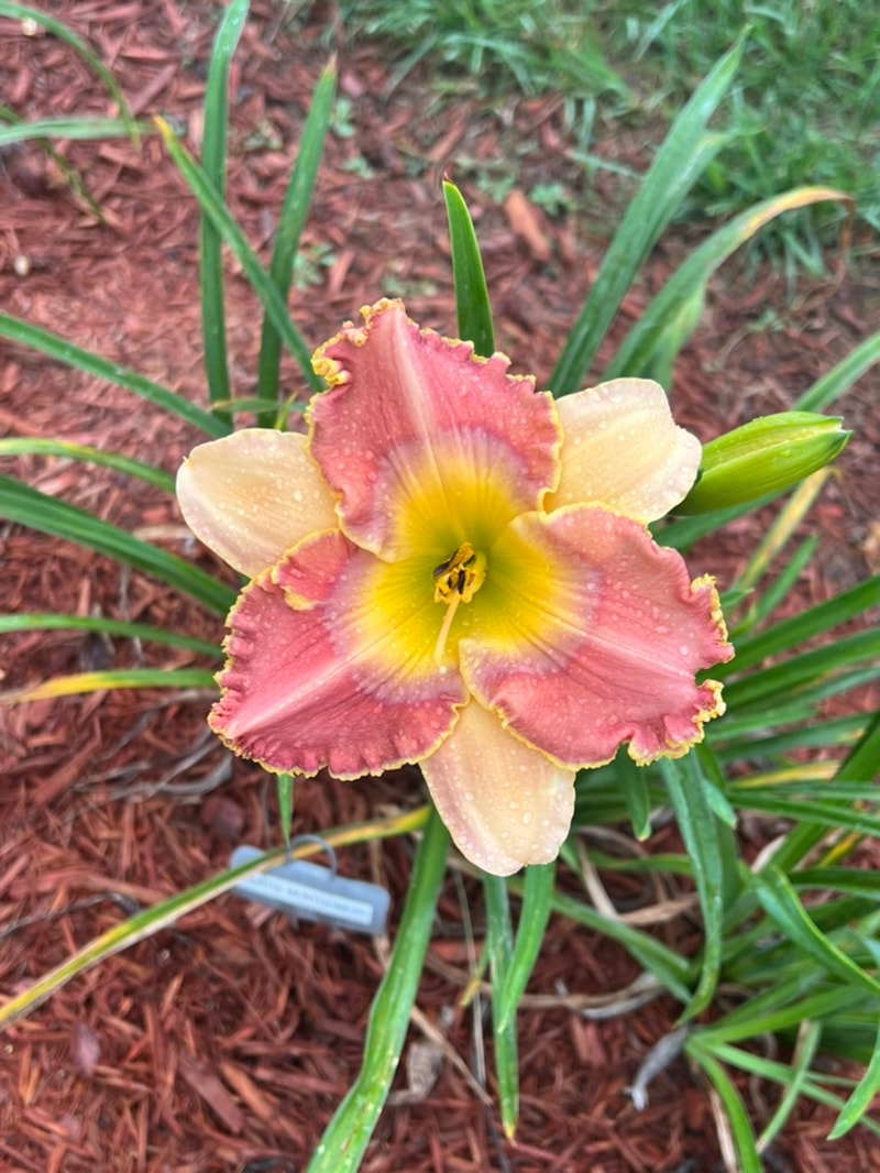 Curtis Montgomery from Graceful Petals Daylilies