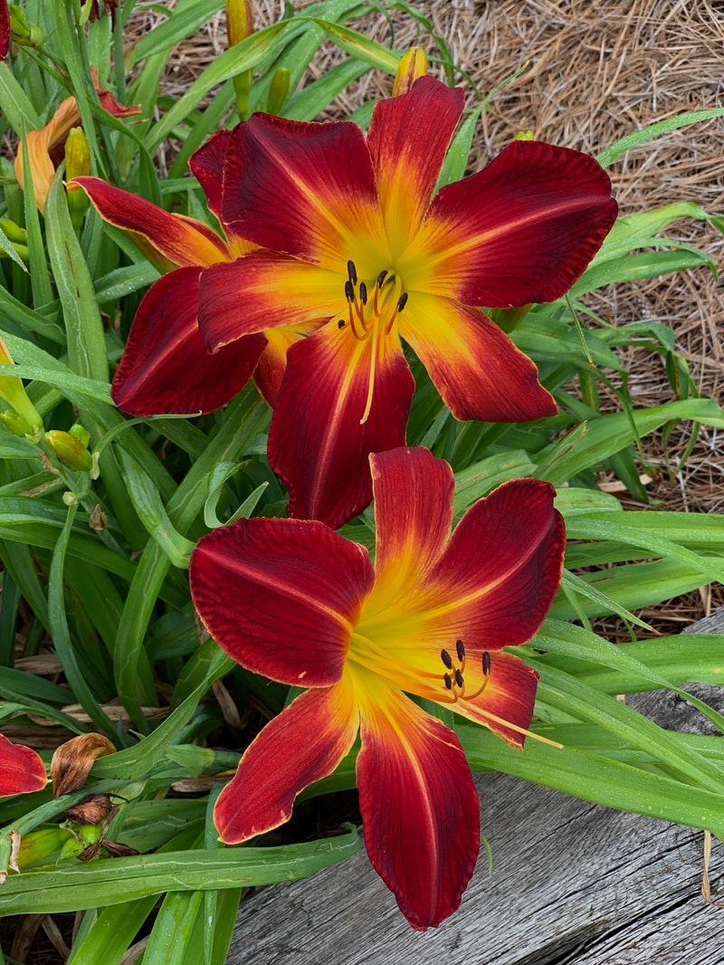 Ruby Spider from RollingOaksDaylilies