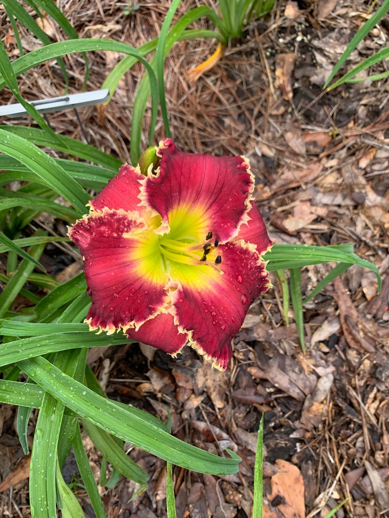 Buddy's Tina from RollingOaksDaylilies