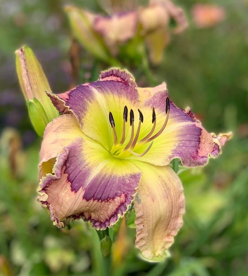 The Glowing Fields from RollingOaksDaylilies