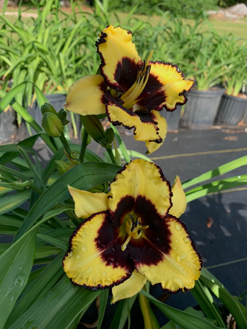 Tattooed Duchess from RollingOaksDaylilies