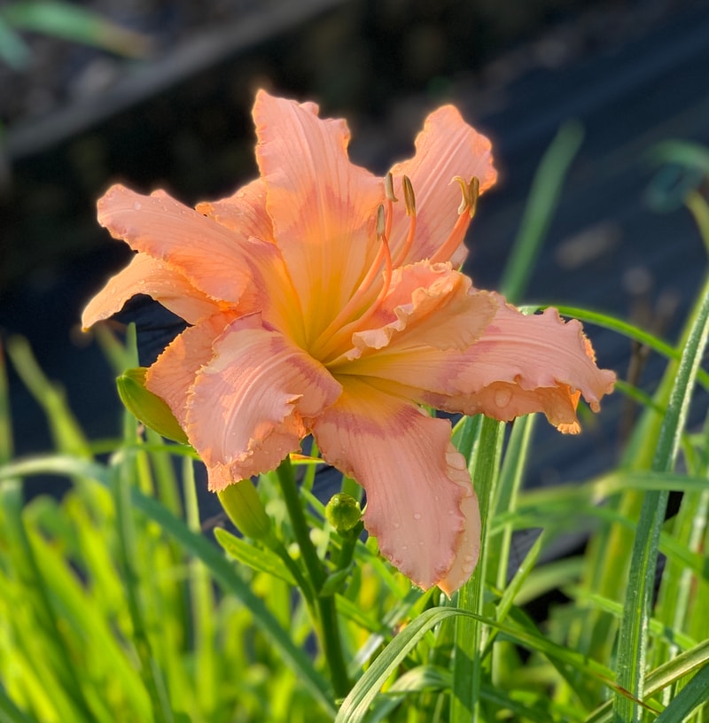Iridescent Splendor from RollingOaksDaylilies