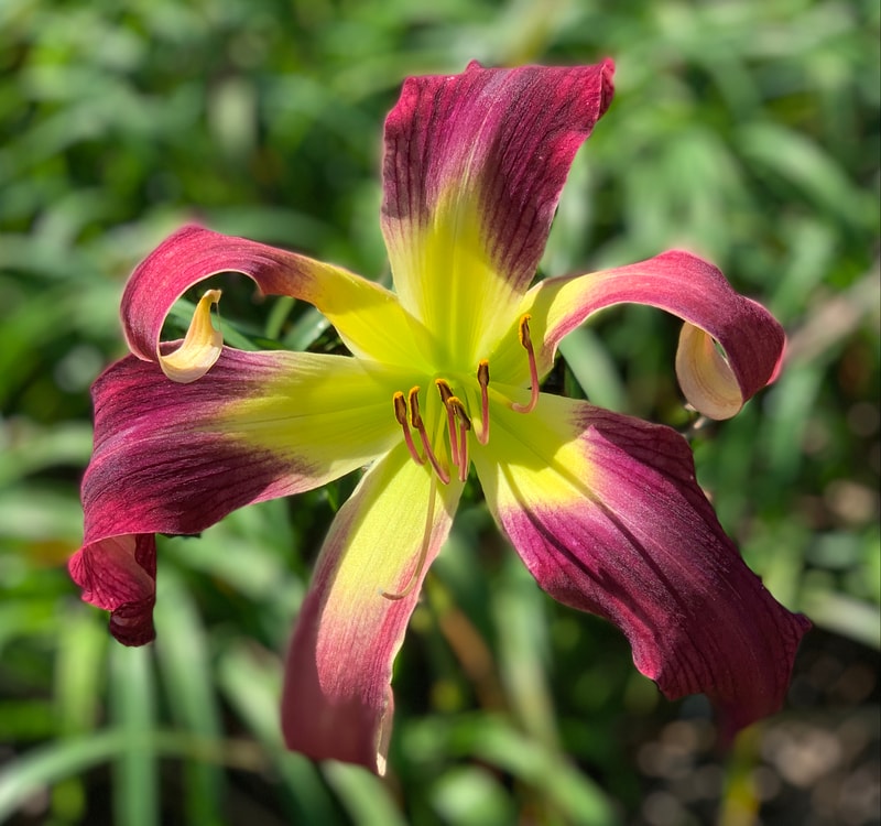 Murphy's Squeaks from RollingOaksDaylilies