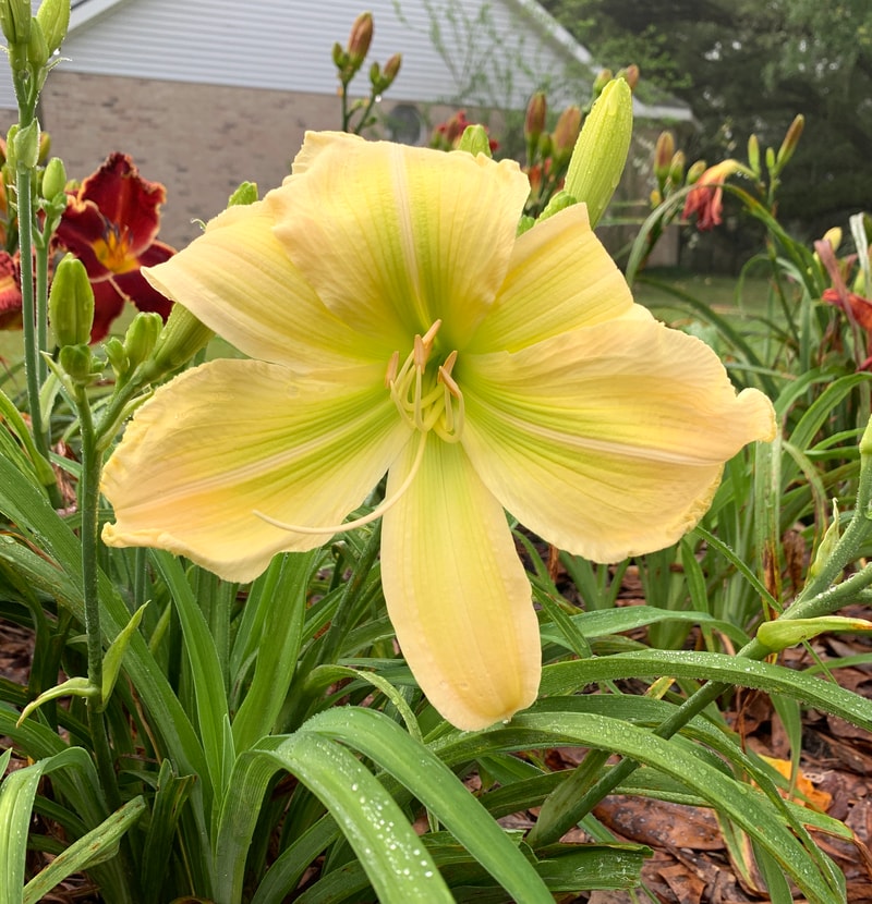 Rolling Oaks Honeydew from RollingOaksDaylilies