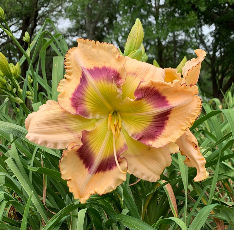 God Bless Louisiana from RollingOaksDaylilies