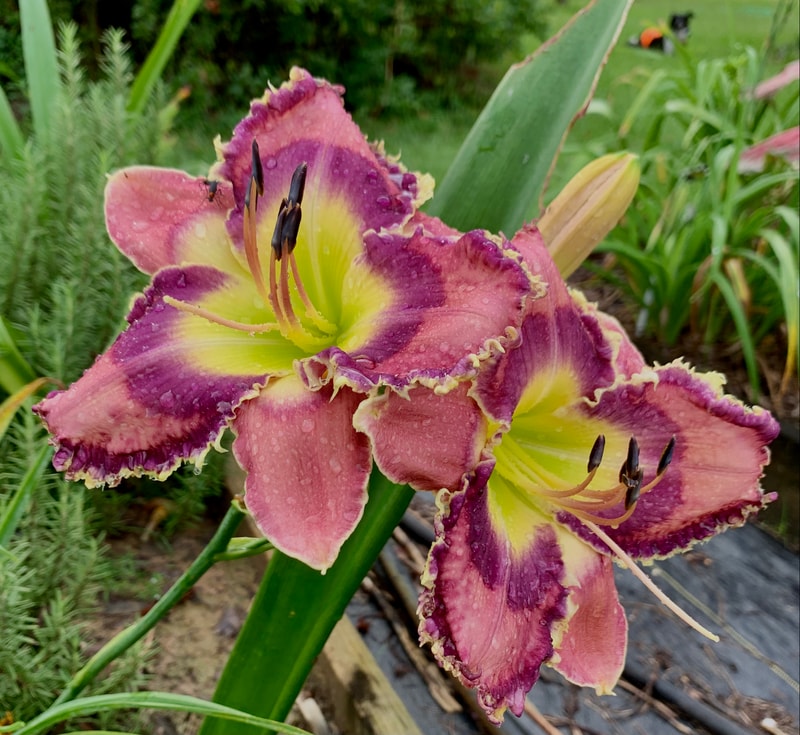 God Save The Queen from RollingOaksDaylilies