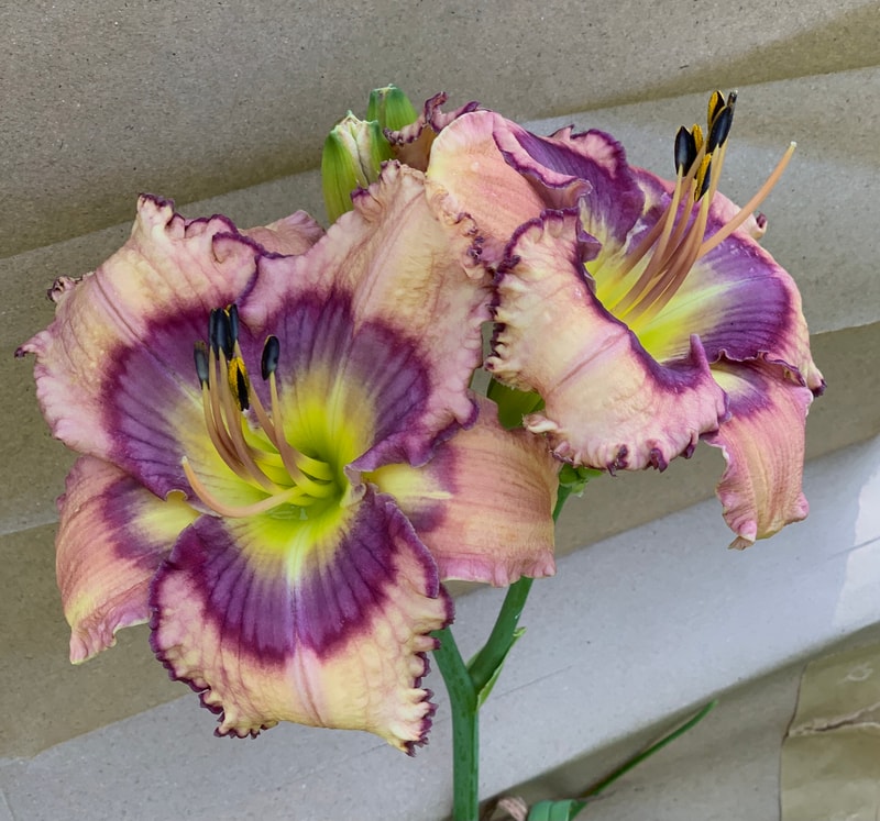 Spacecoast Just My Imagination from RollingOaksDaylilies