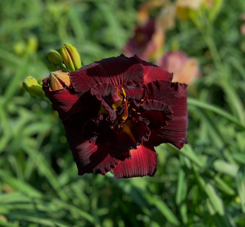 My Soul's Desire from RollingOaksDaylilies