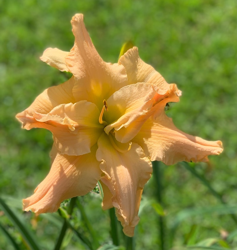 The Big Crab from RollingOaksDaylilies