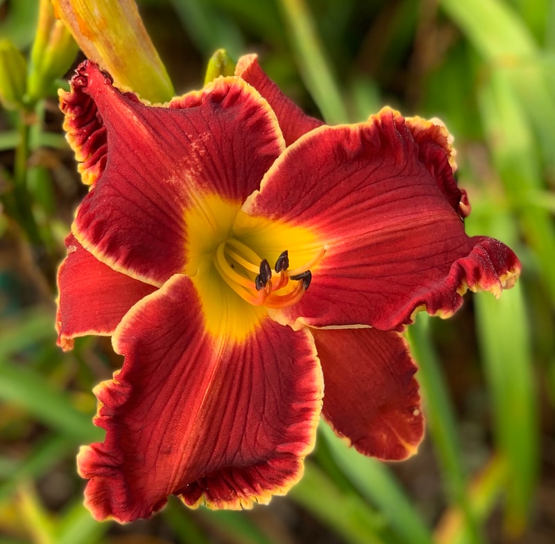 B Positive  from RollingOaksDaylilies