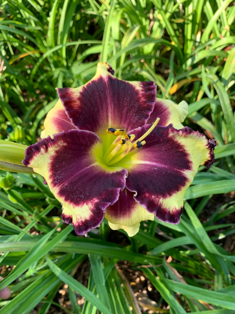 Tattooed Duchess from RollingOaksDaylilies