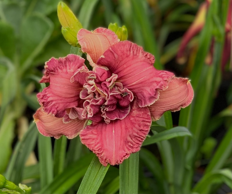 Gordian Knot from RollingOaksDaylilies