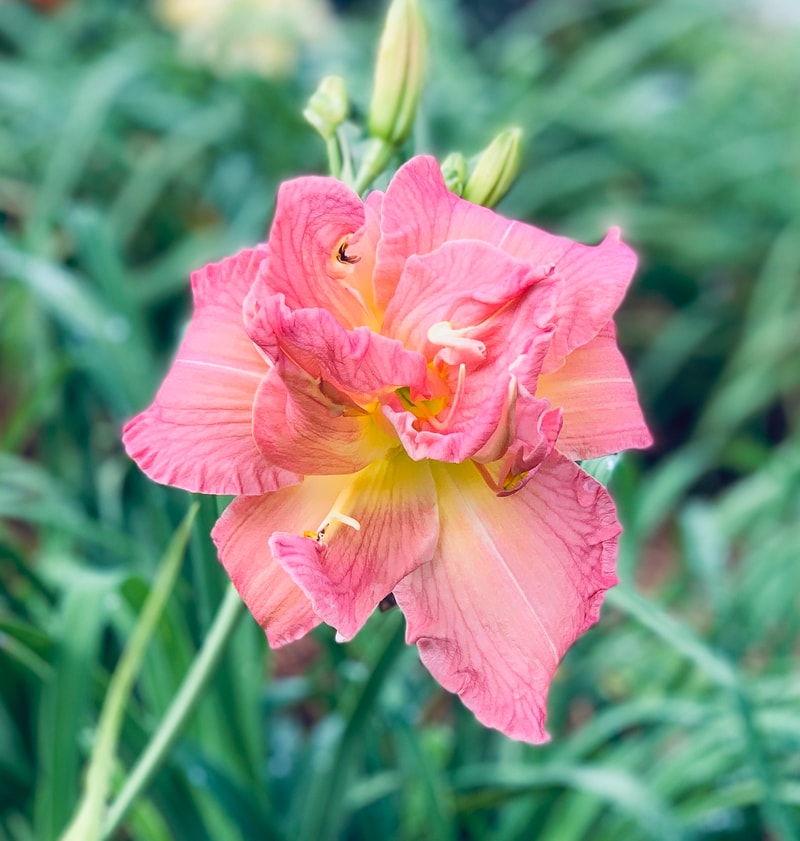 Martha Lynn Carpenter from RollingOaksDaylilies