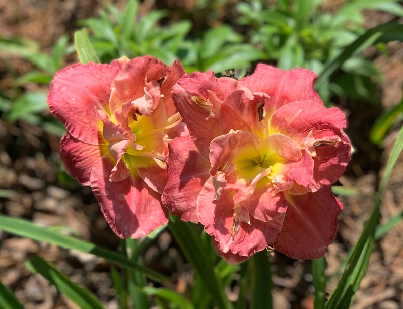 Double Image from RollingOaksDaylilies
