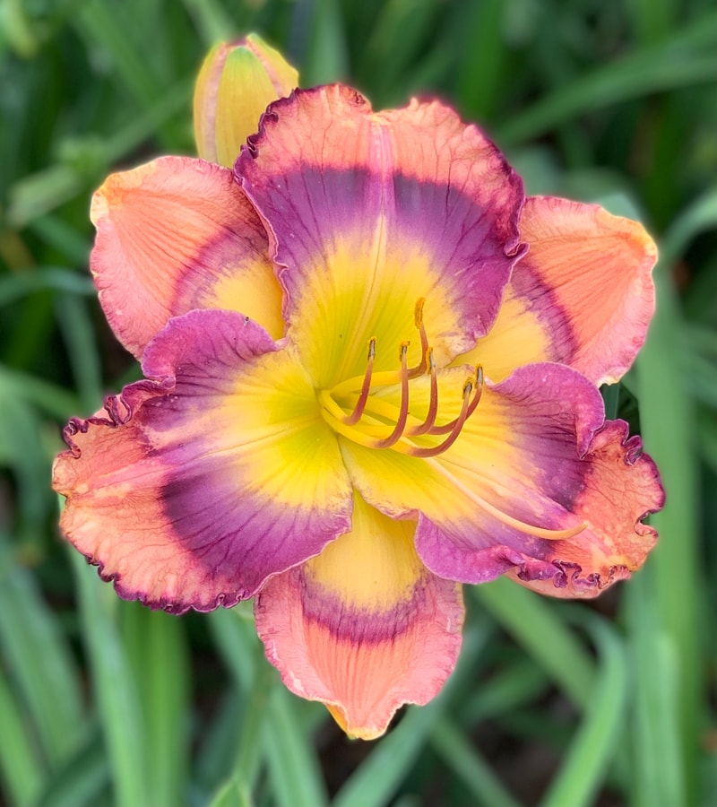 Big Boy Butterfly from RollingOaksDaylilies