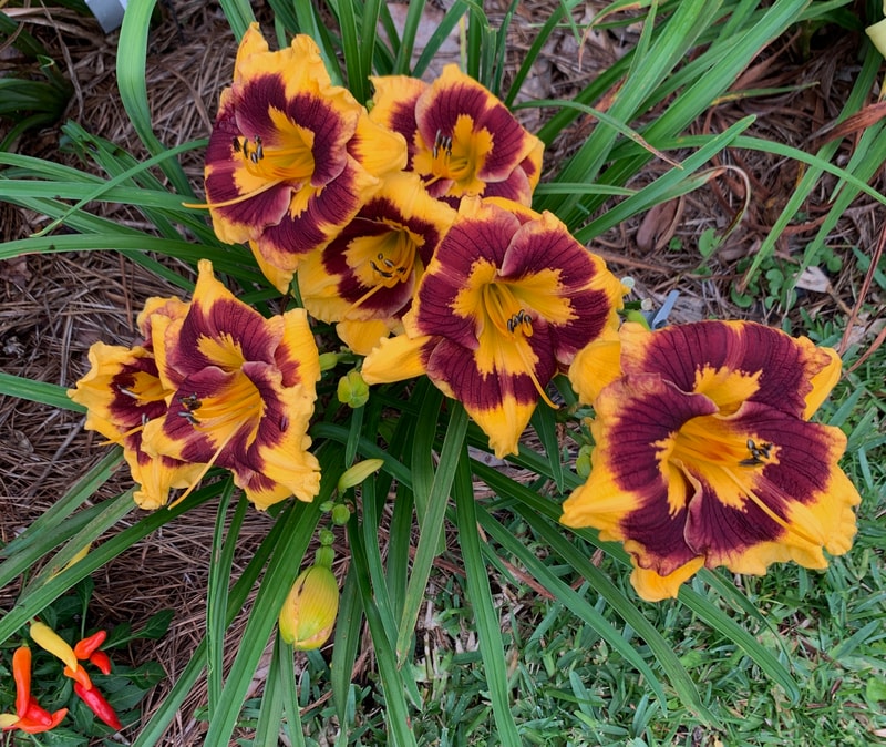 Deep Impact from RollingOaksDaylilies