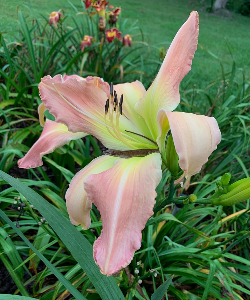Webster's Pink Wonder from RollingOaksDaylilies