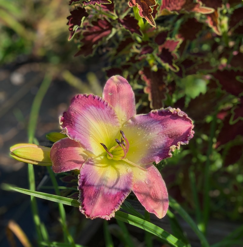 Napa Valley Frost from RollingOaksDaylilies