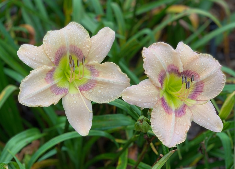 Rainbow Eyes from RollingOaksDaylilies