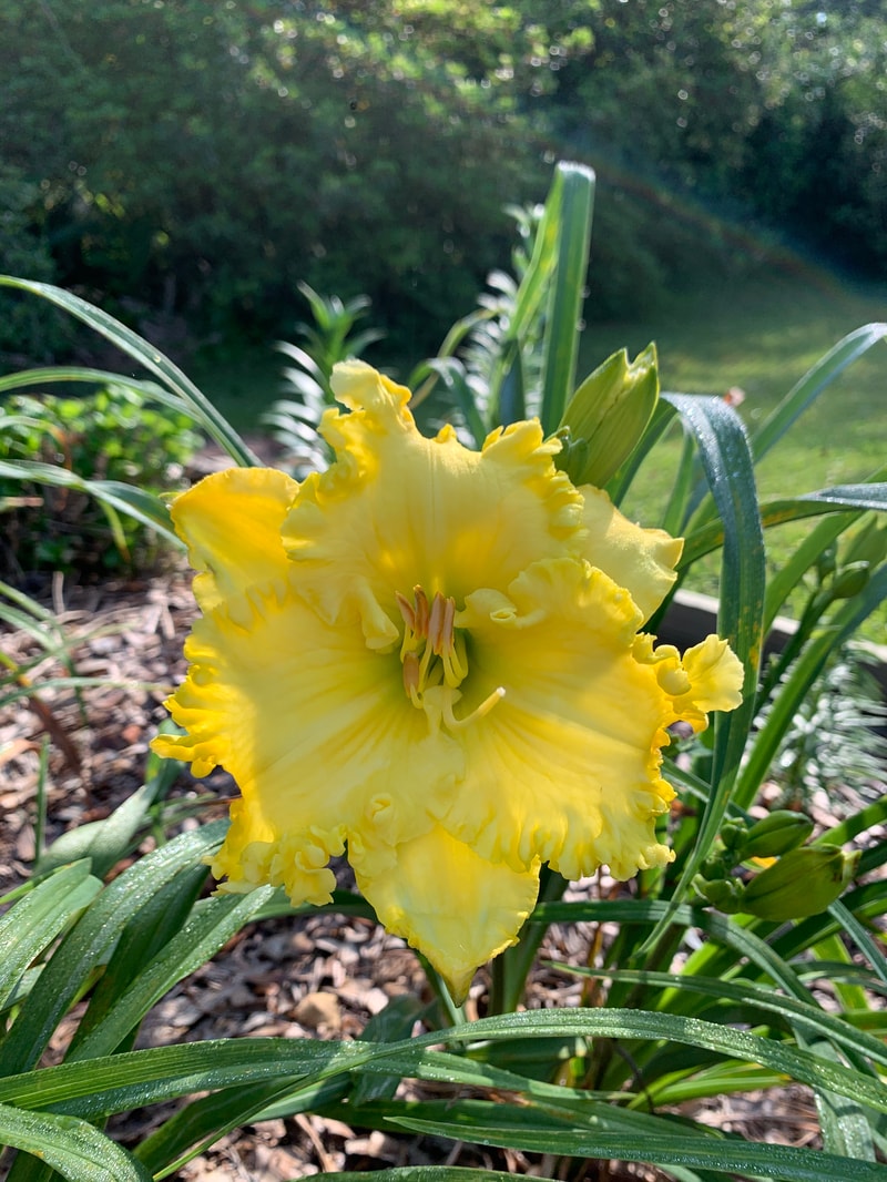 Spacecoast Lemon Pie from RollingOaksDaylilies