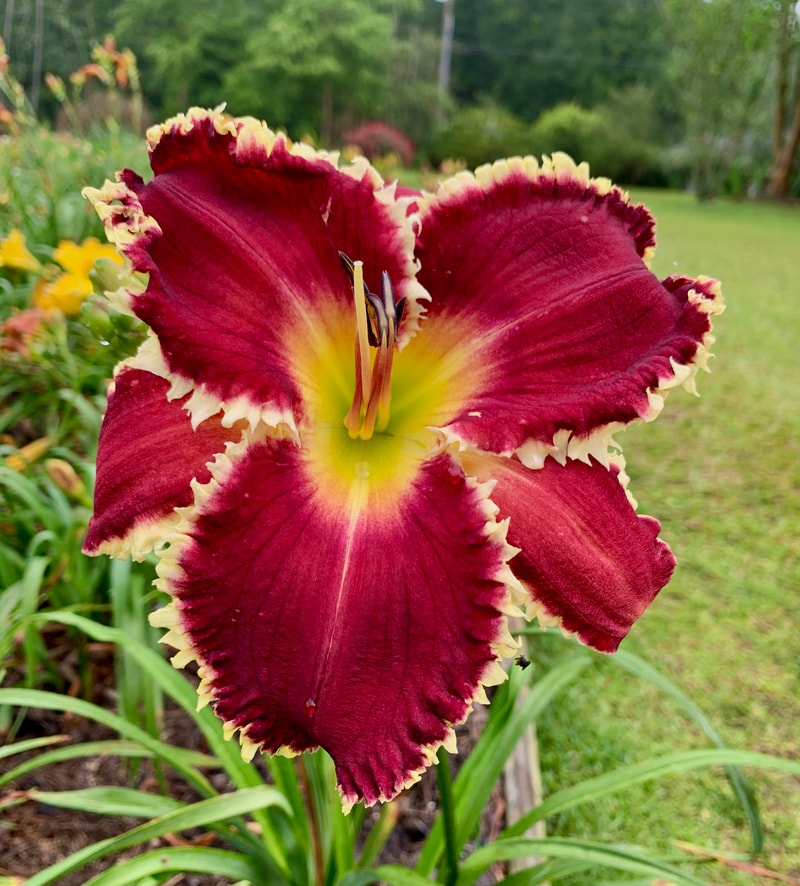 Spacecoast White Fang from RollingOaksDaylilies