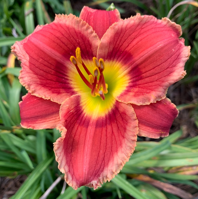 Bordering on Weird from RollingOaksDaylilies