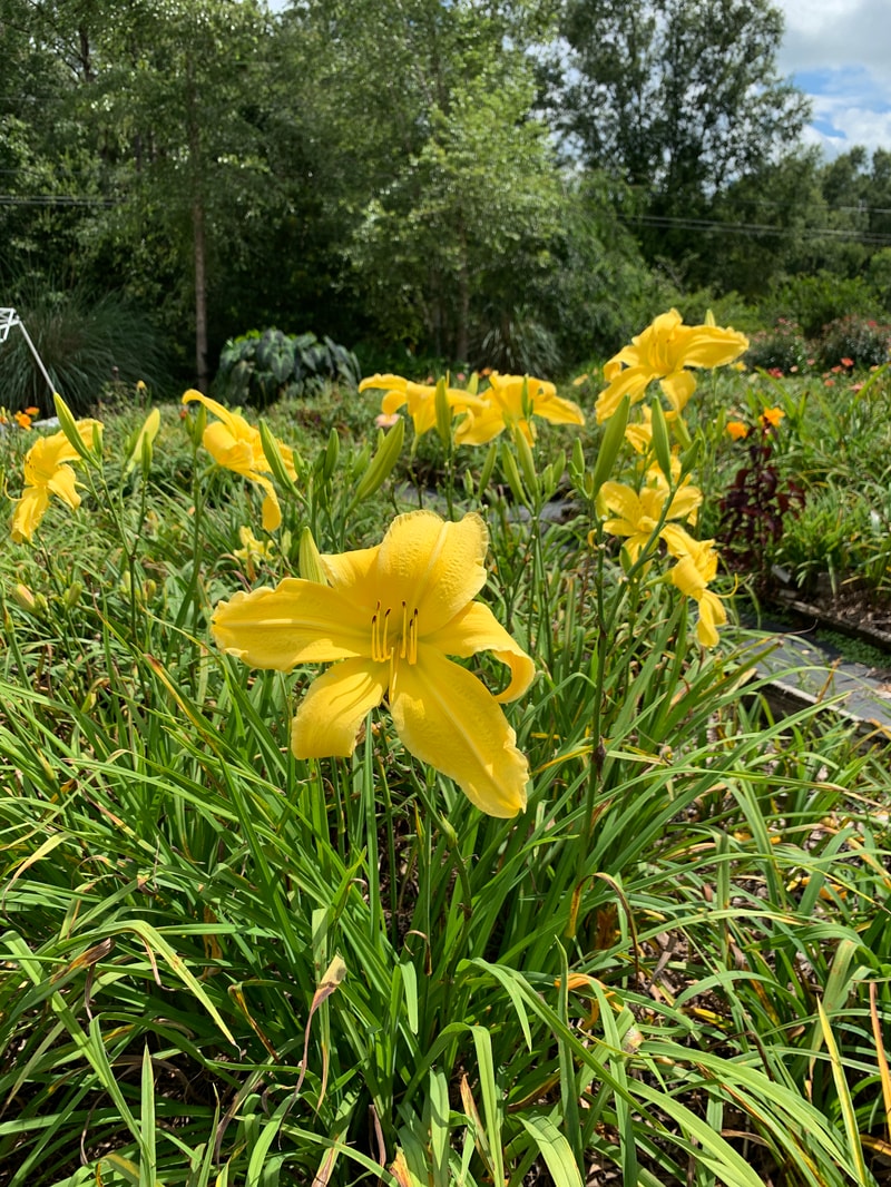Look Here Mary from RollingOaksDaylilies