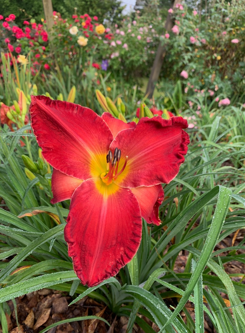 Mater Sammich from RollingOaksDaylilies