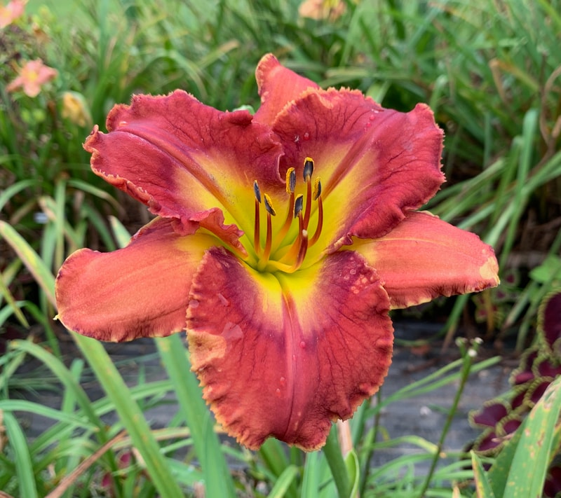 Mahogany Crystal from RollingOaksDaylilies