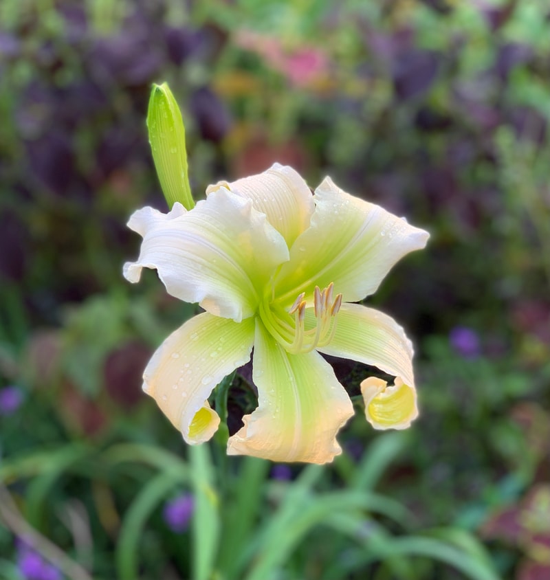 Wedding Cantata from RollingOaksDaylilies