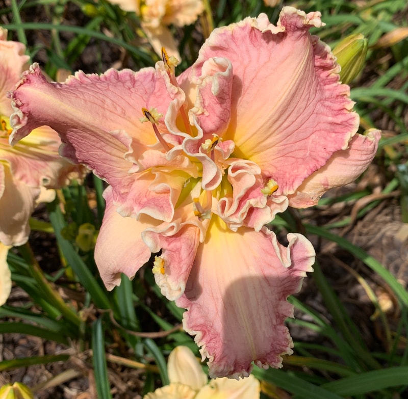 Gordian Knot from RollingOaksDaylilies