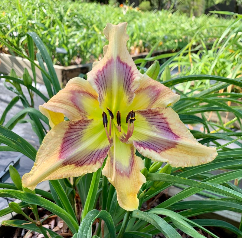 Dragonfly Dawn from RollingOaksDaylilies