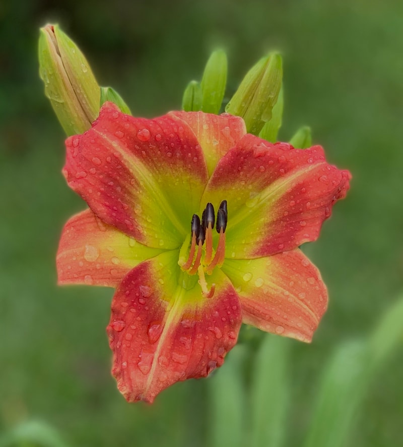 Dixieland Five from RollingOaksDaylilies