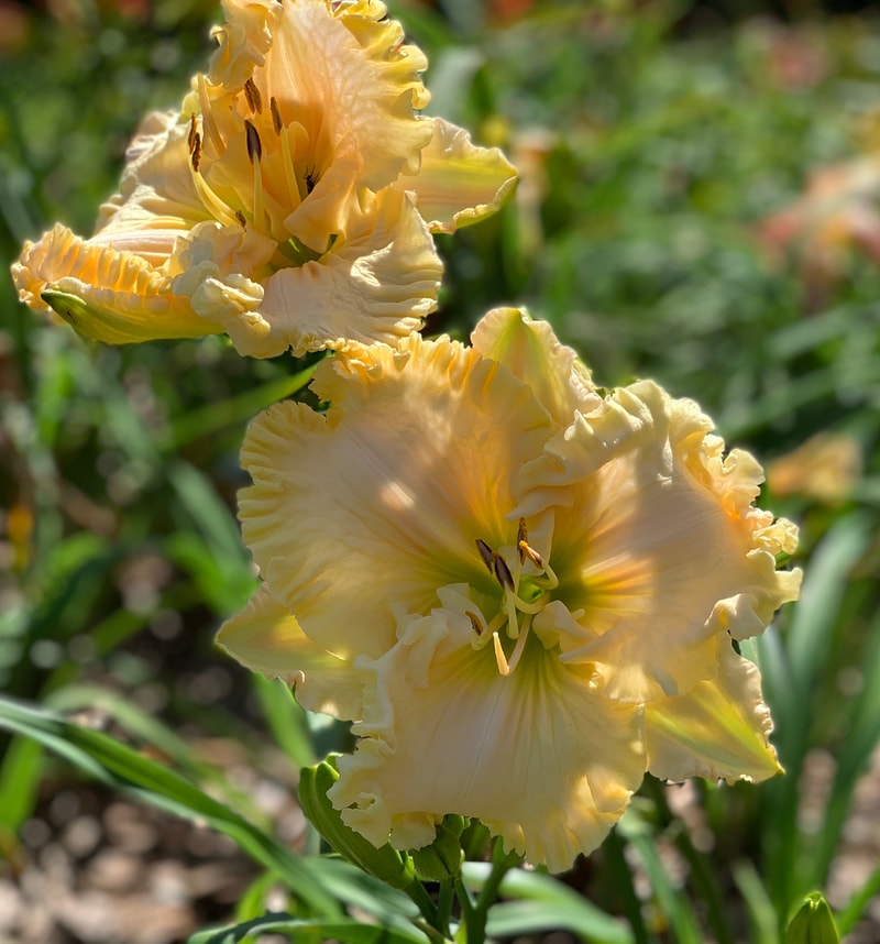 Spacecoast White Wedding from RollingOaksDaylilies