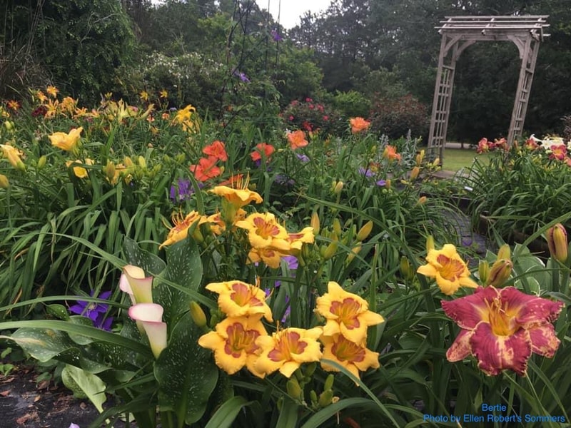 Bertie from RollingOaksDaylilies