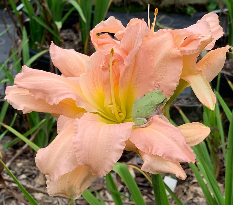 Rolling Oaks Double Peachy from RollingOaksDaylilies