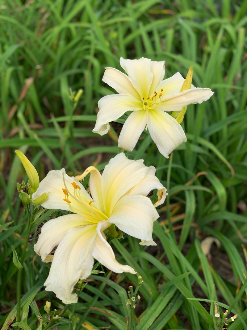 Penny's Love from RollingOaksDaylilies