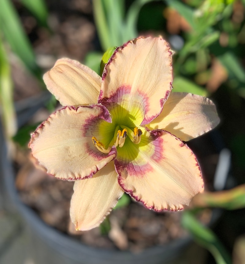 Unique Path from RollingOaksDaylilies