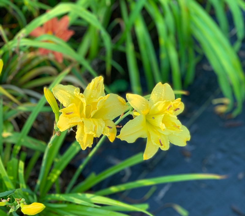 Double Decker from RollingOaksDaylilies