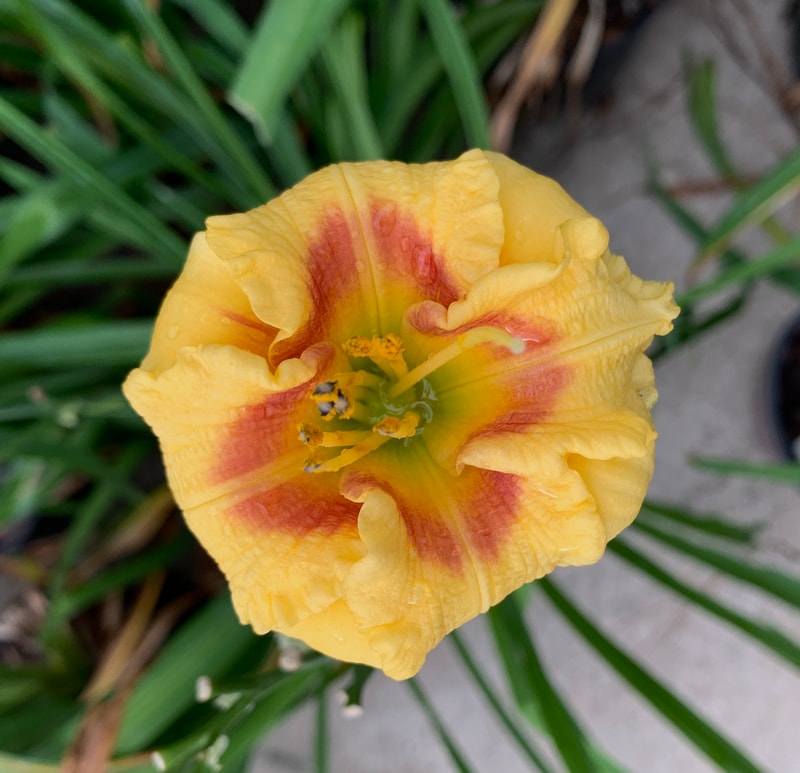 Shufti from RollingOaksDaylilies