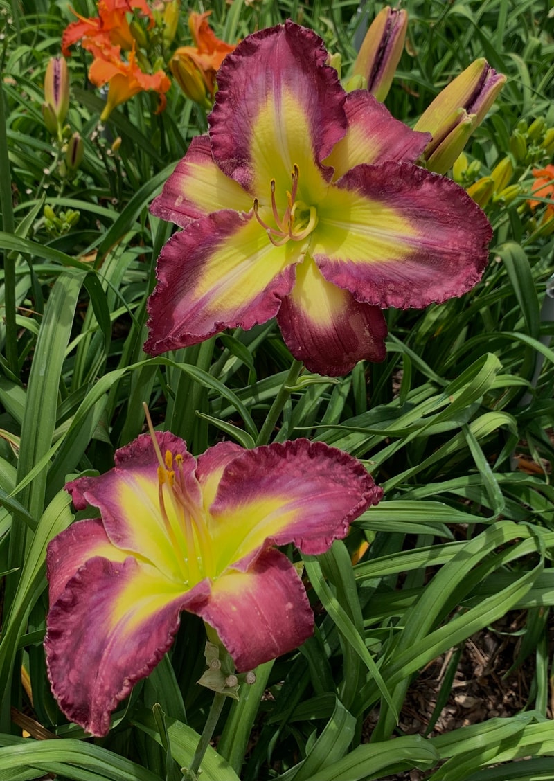 No Words from RollingOaksDaylilies