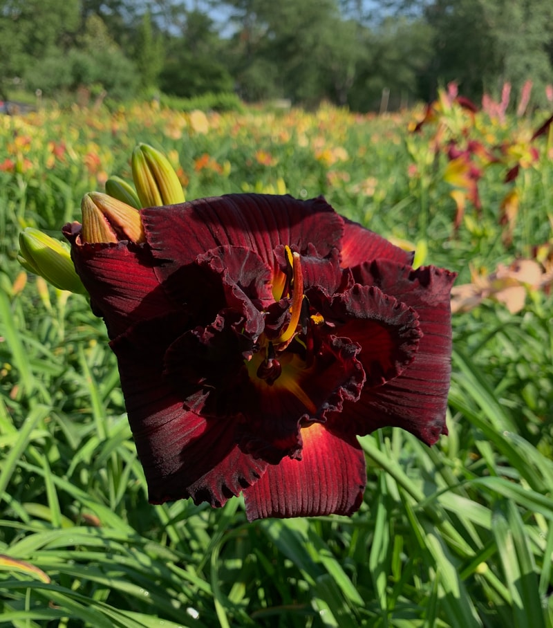 My Soul's Desire from RollingOaksDaylilies