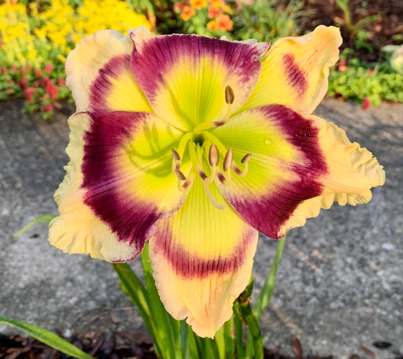 Doris and David from RollingOaksDaylilies