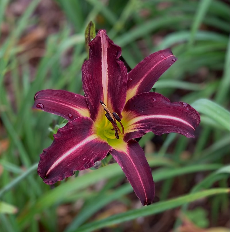 Off to See the Wizard from RollingOaksDaylilies