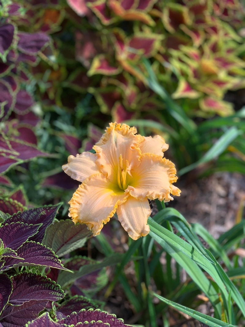 Born On The Bayou from RollingOaksDaylilies