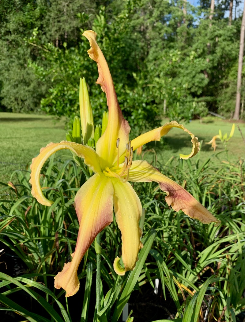 Buddy's Miss T from RollingOaksDaylilies